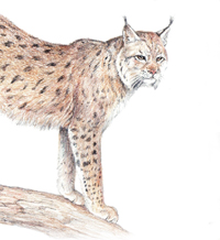 Колко е крехко екологичното разнообразие