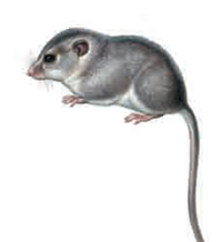 Изчезващите животни