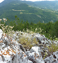 Домът на пясъчната лилия