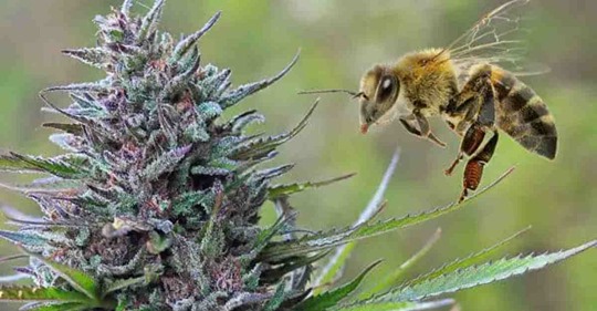 И пчелите обичат канабиса
