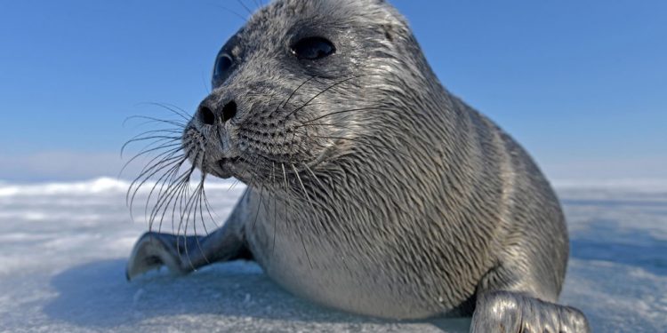 Диетата  на байкалските тюлени