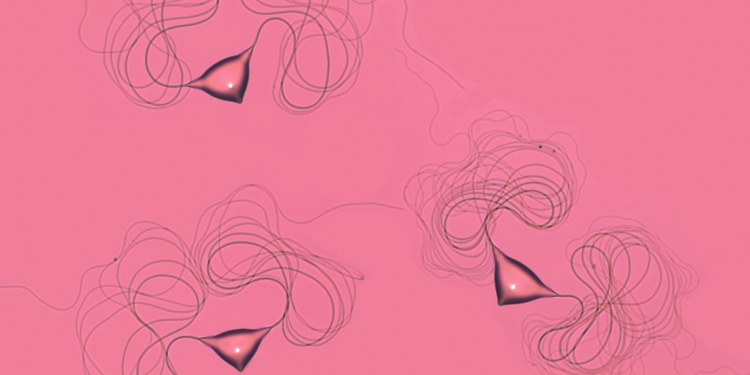 Еволюция има, загадка е началото є