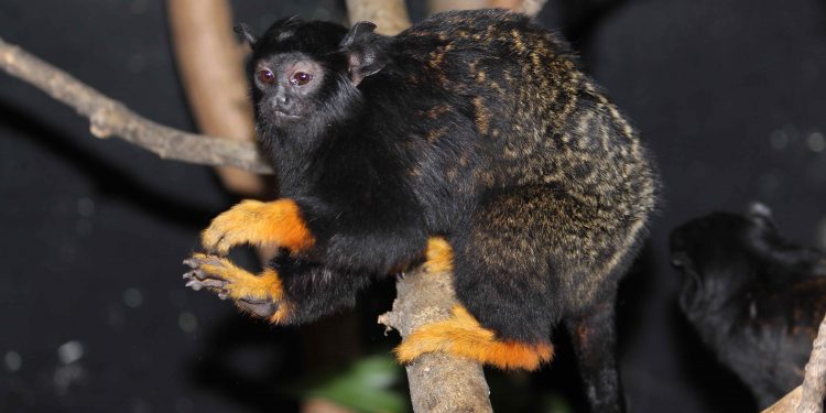 Златоръки тамарини в Столичния зоопарк