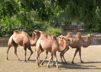 4 нови камили  в Столичния зоопарк