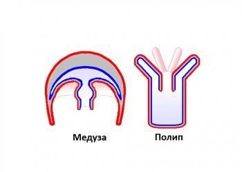 Рифове, атоли и корали