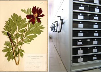 Опазват хербариум  със 100-годишна история