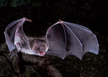 Гени определят диетата на прилепите вампири