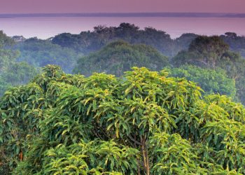 Горите намаляват глобалното затопляне по повече от един начин