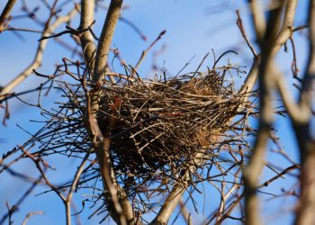 Защо гнездата  са толкова здрави