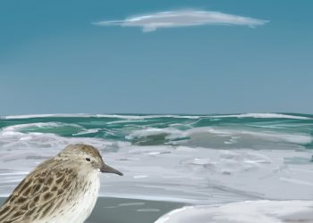 Магията на морето