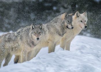 Паразит прави вълците по-смели