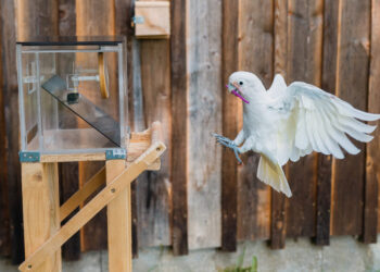 Находчивите папагали