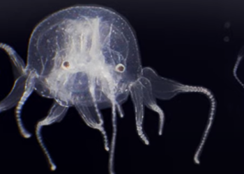 Откриха нова кубомедуза
