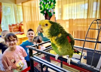 Папагал на гости в детска градина