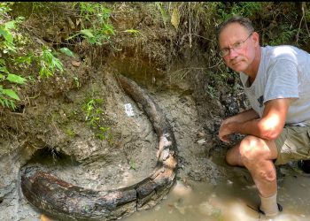 Откриха удивително запазен мамутски бивен зъб