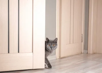 Защо котките мразят затворени врати