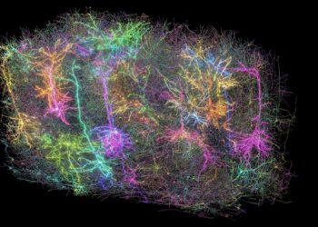 Учени картографираха част от мозъка на мишка