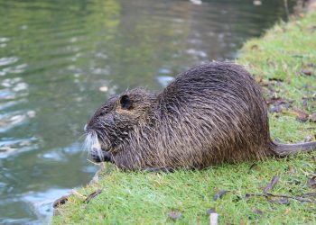 Бобрите допринасят за биоразнообразието на влажните зони